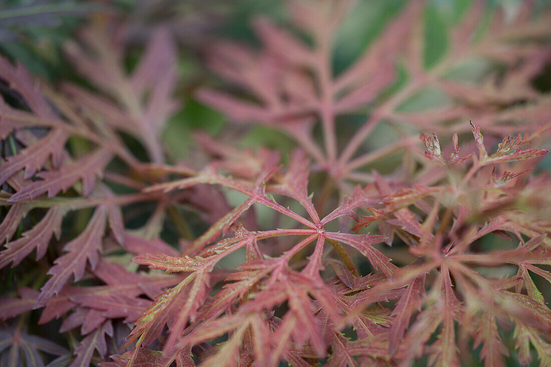 Acer palmatum 'Dissectum Orangeola'