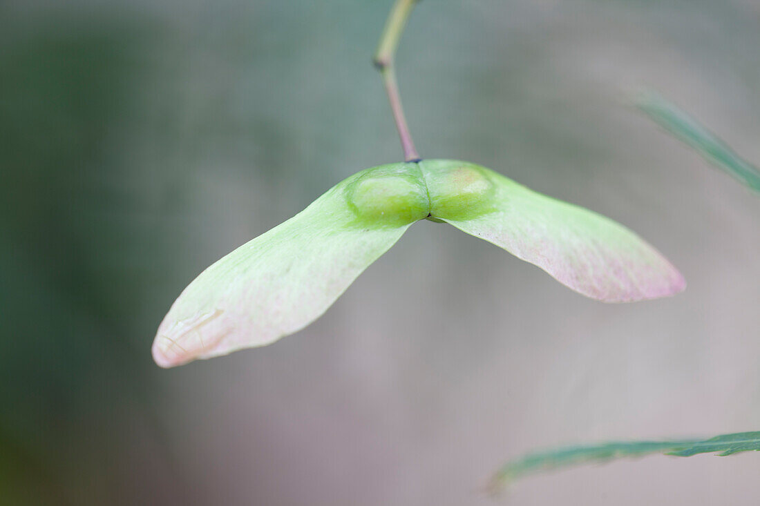 Acer palmatum Dissectum Viridis