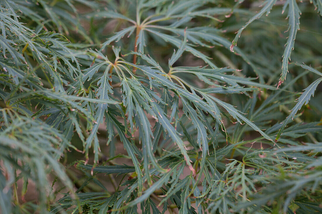 Acer palmatum Dissectum Viridis