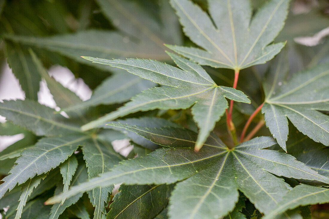 Acer palmatum 'Mikawa Yatsubusa'