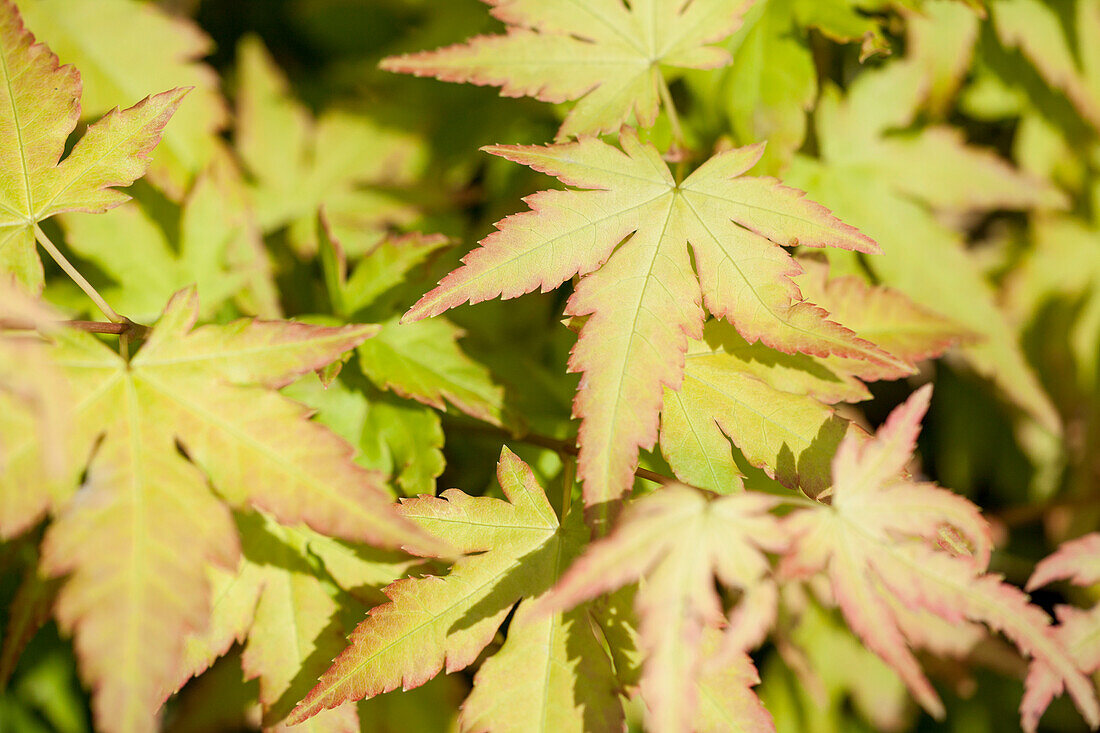 Acer palmatum 'Orange Dream'