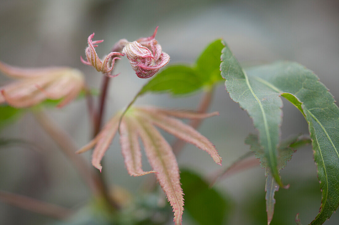 Acer palmatum 'Osakazuki'