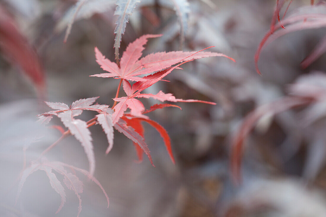 Acer palmatum 'Pixi'