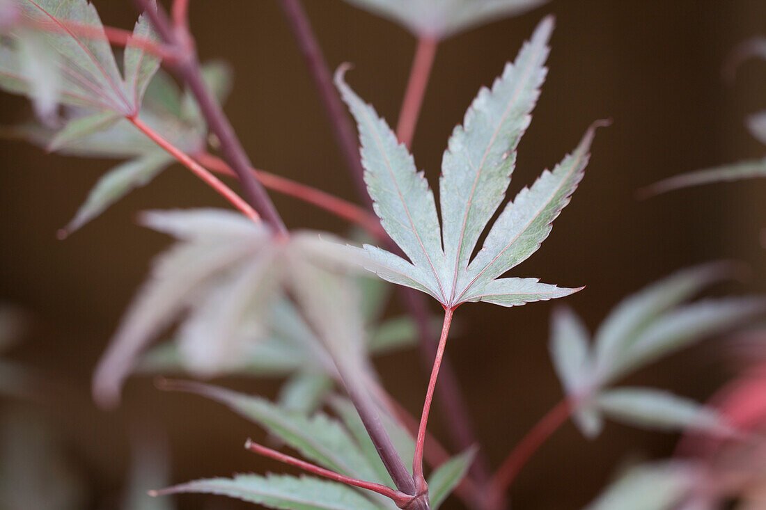 Acer palmatum 'Shaina'