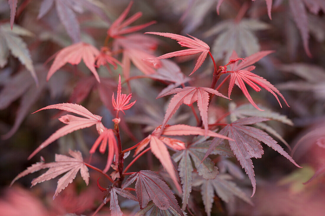 Acer palmatum 'Shaina'