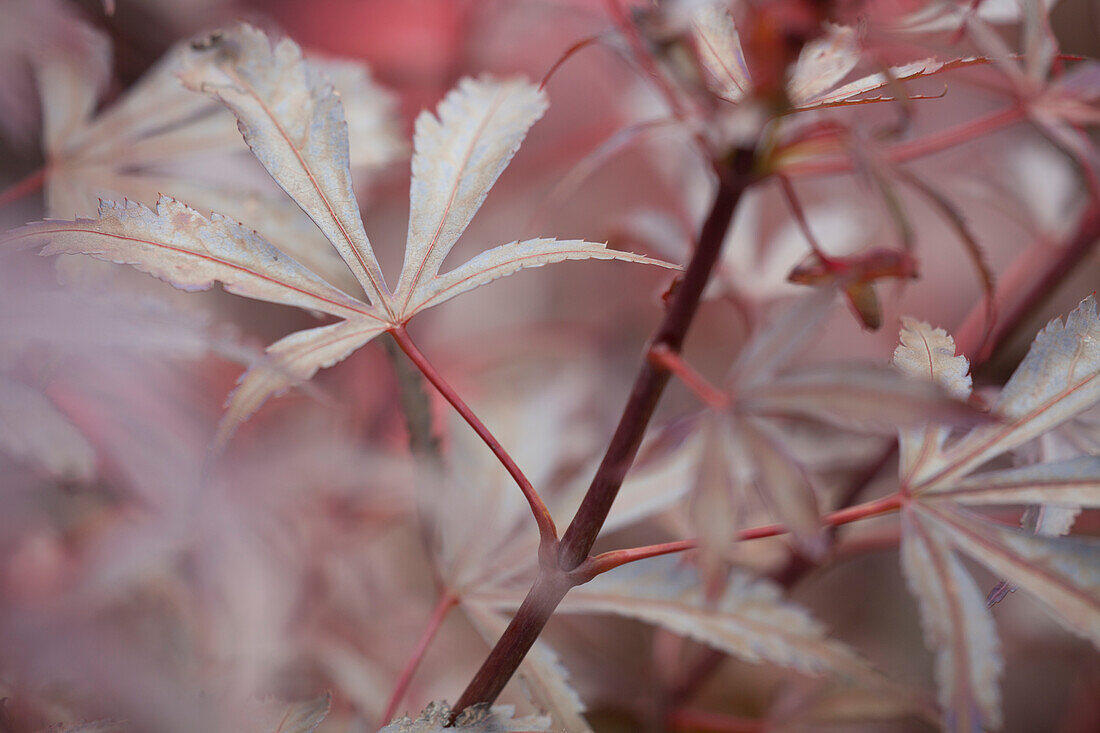 Acer palmatum 'Shaina'