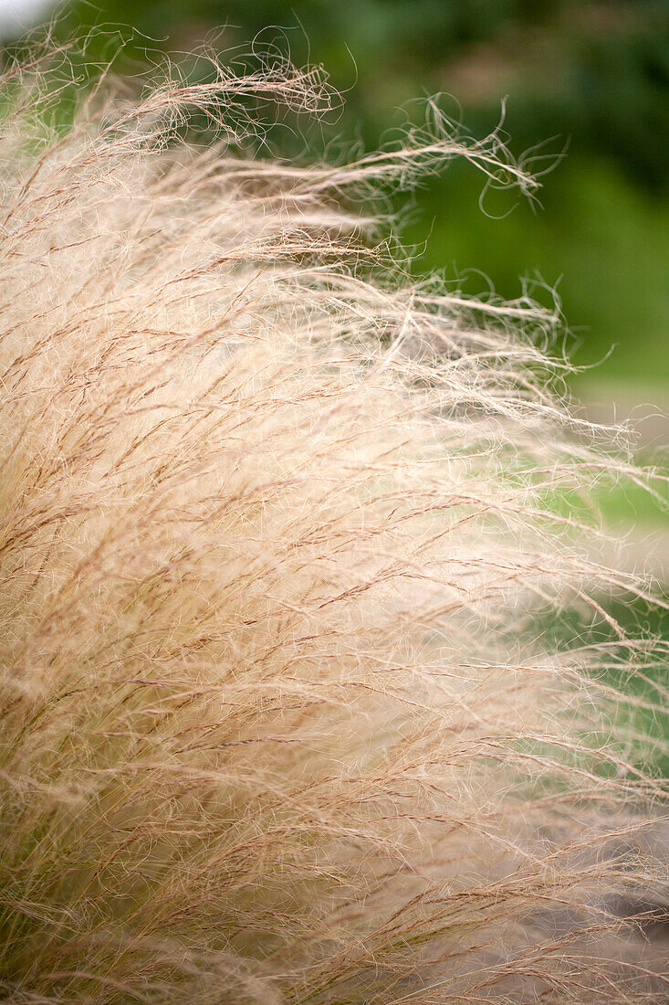 Stipa tenuissima 'Ponytails'