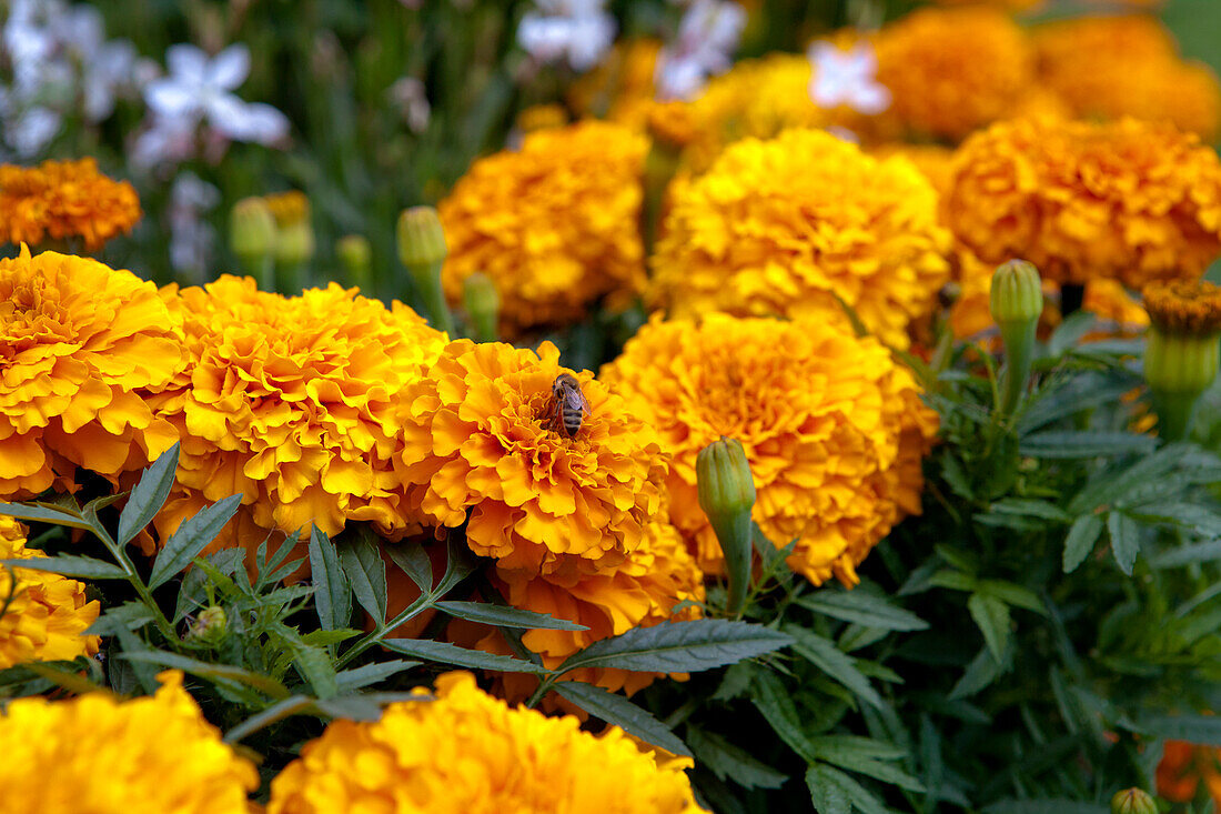 Tagetes erecta 'Marvel orange'