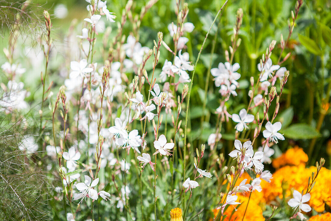 Gaura lindheimeri, weiß