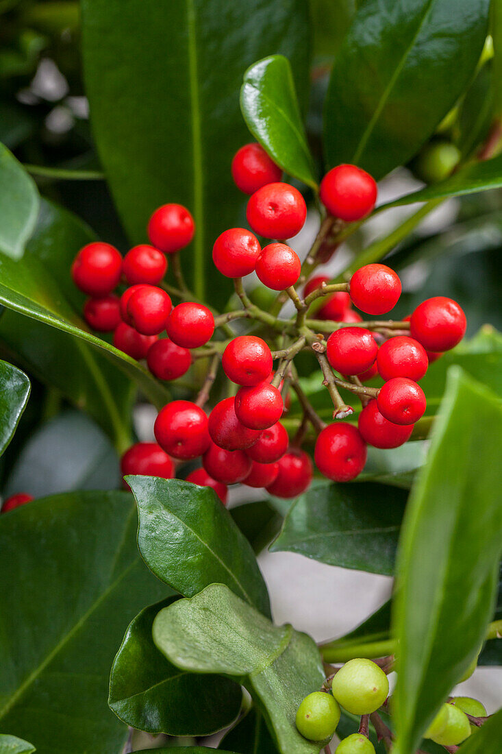 Skimmia japonica