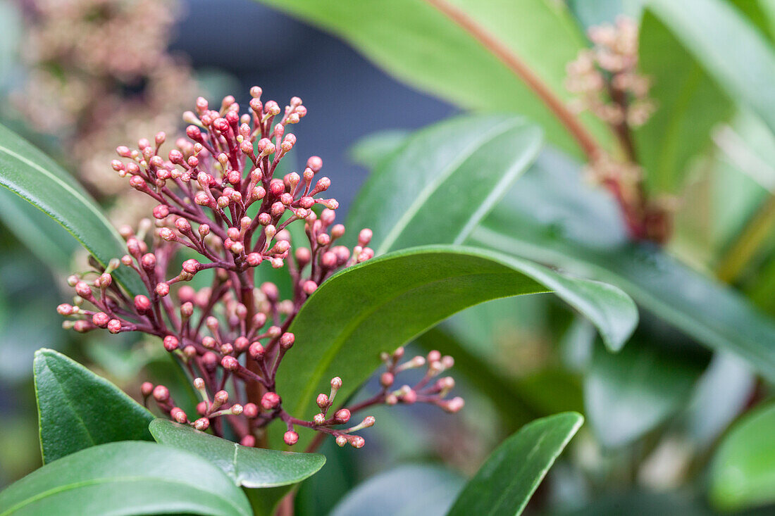 Skimmia japonica