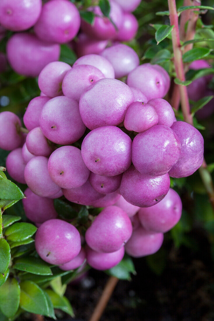 Gaultheria mucronata