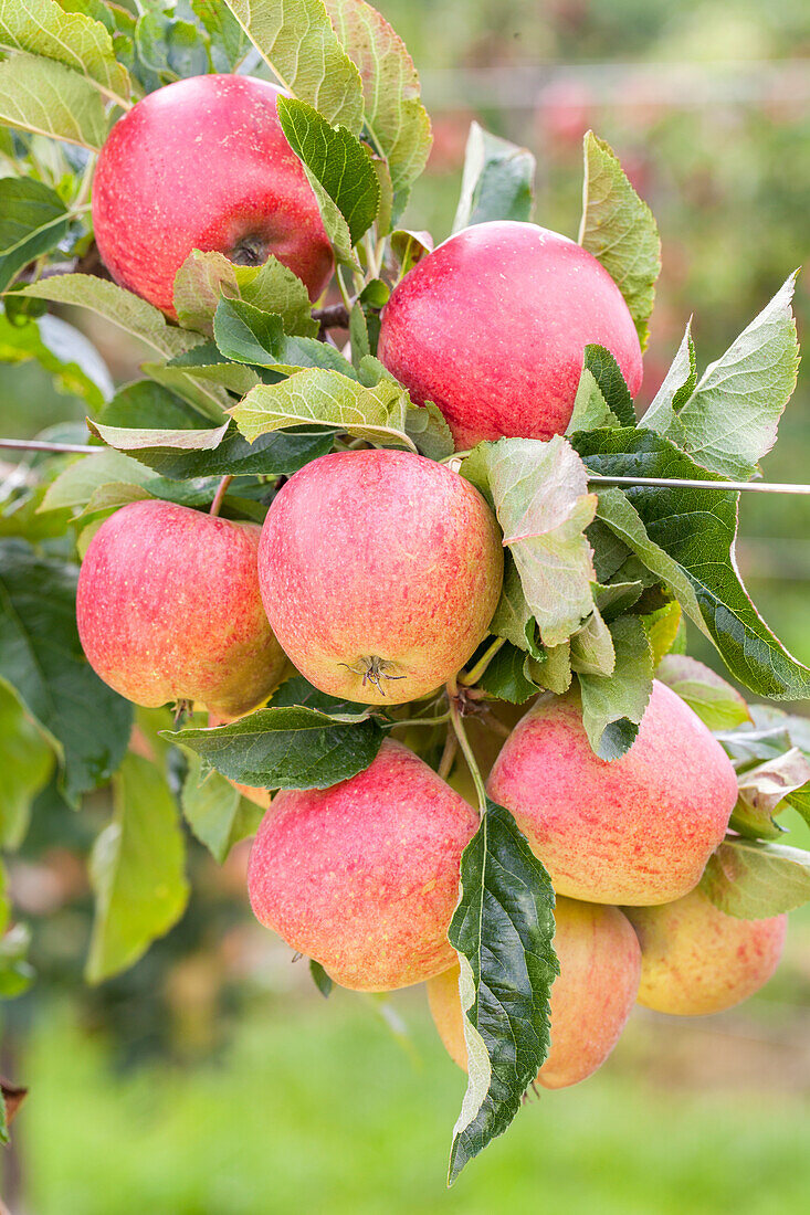 Malus domestica 'Gala'