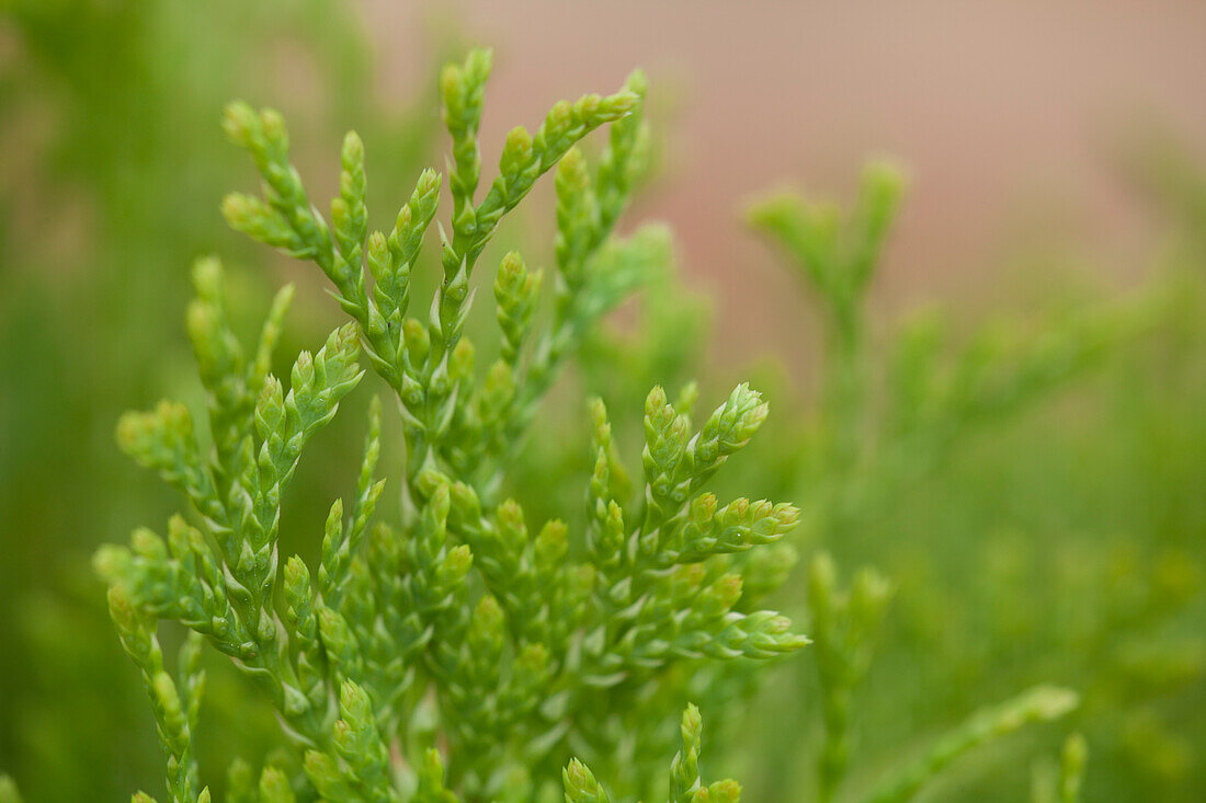 Thuja occidentalis 'Jantar'