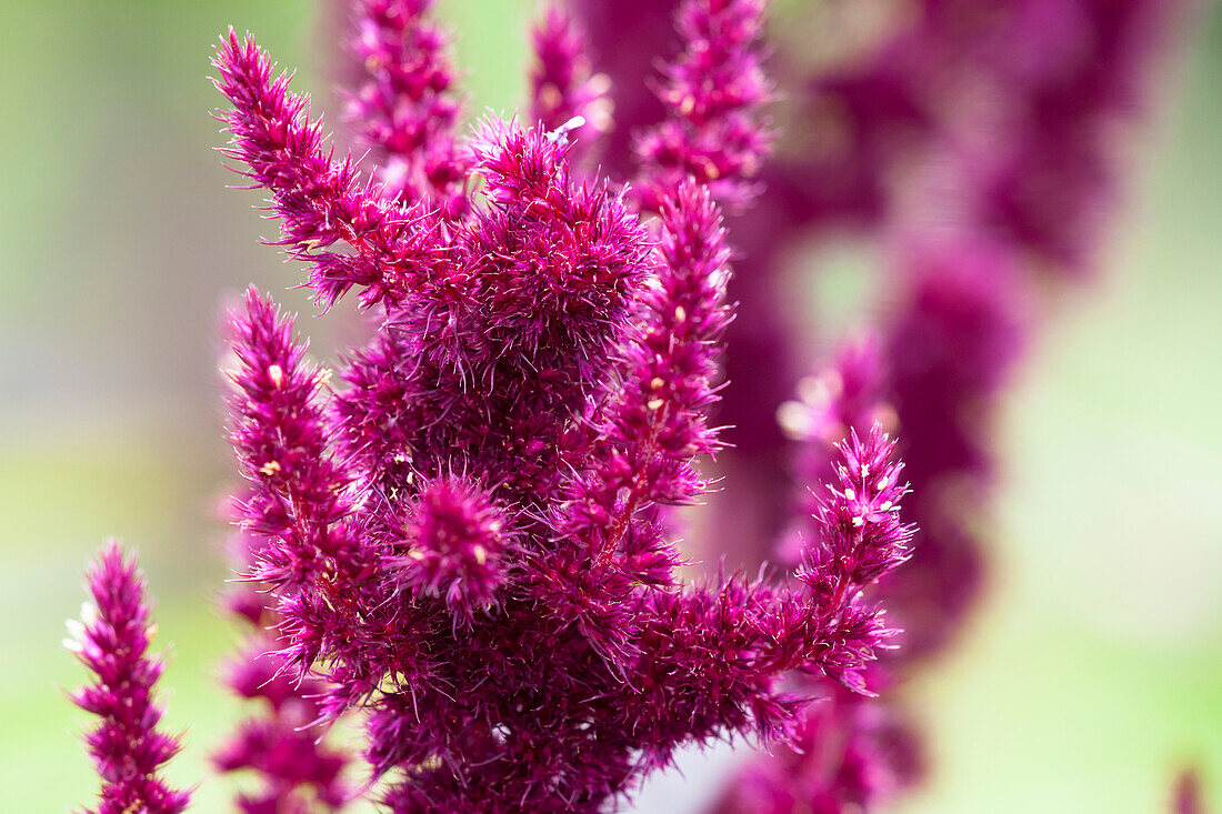 Amaranthus cruentus 'Oeschberg'