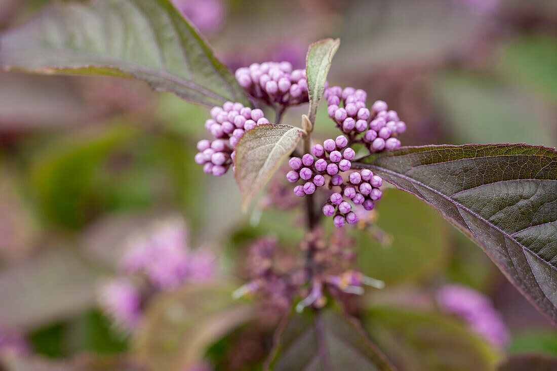 Callicarpa bodinieri var. giraldii 'Profusion'