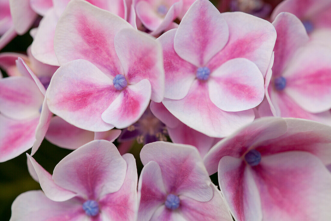 Hydrangea macrophylla 'Camilla'(s)