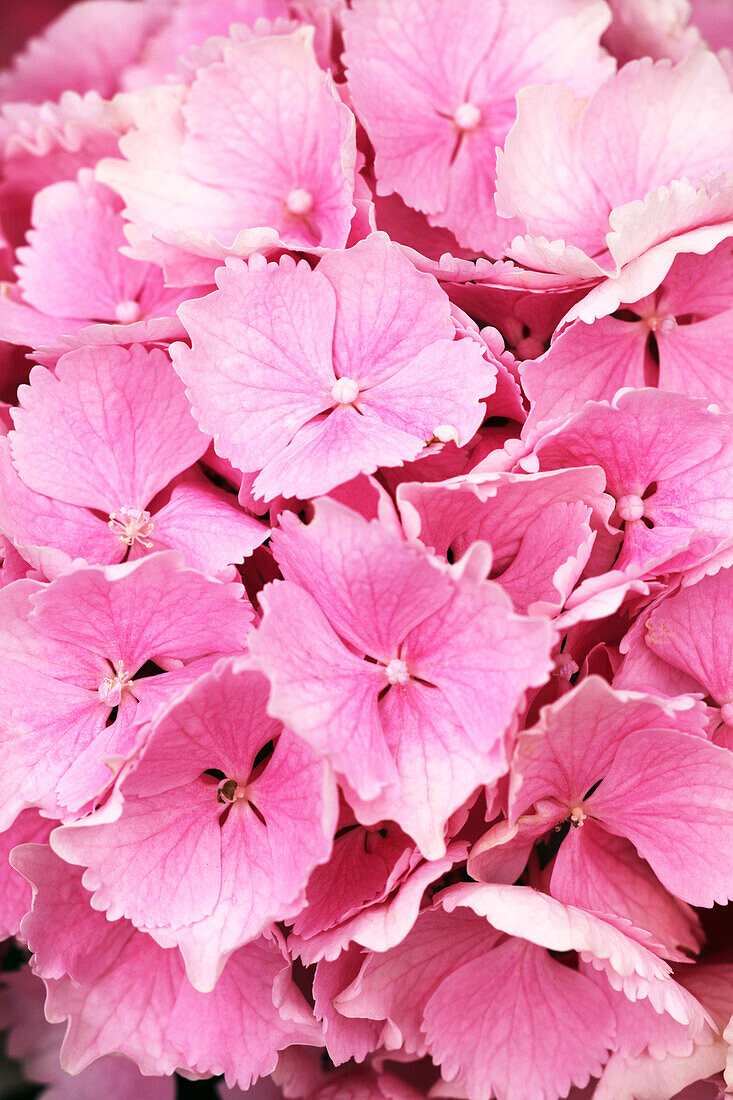 Hydrangea macrophylla 'Pink Wonder'®