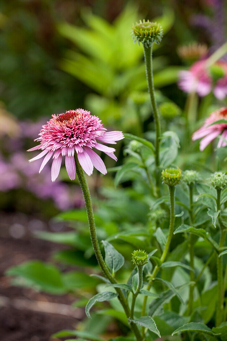 Echinacea purpurea 'Meteor Pink'