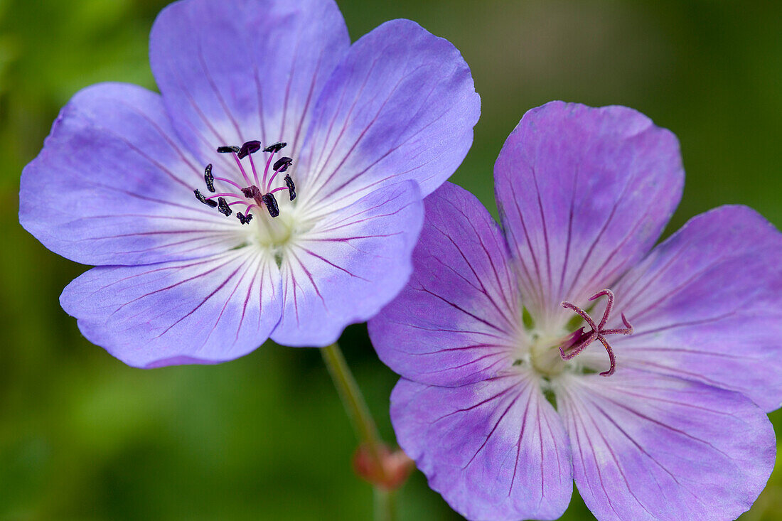 Geranium 'Rozanne'®