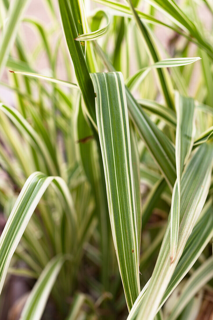 Hemerocallis Golden Zebra