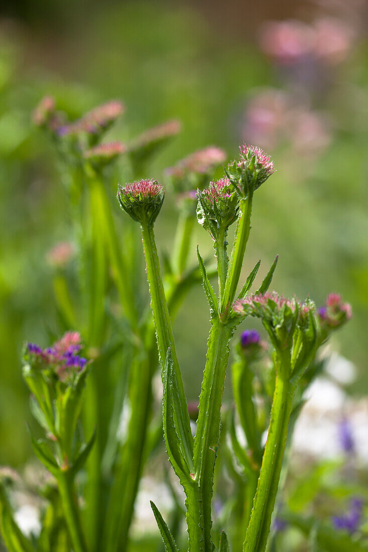 Limonium sinuatum 'Fortress Dark Blue'