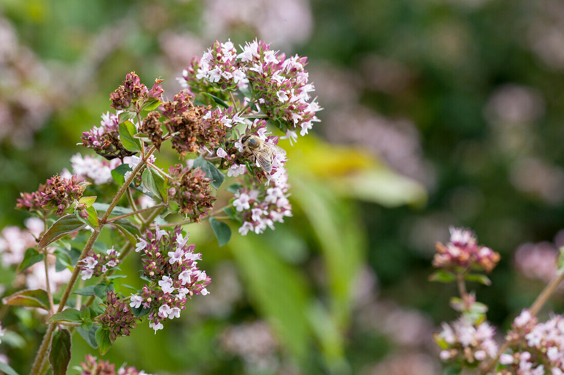 Bee on Origanum vulgare