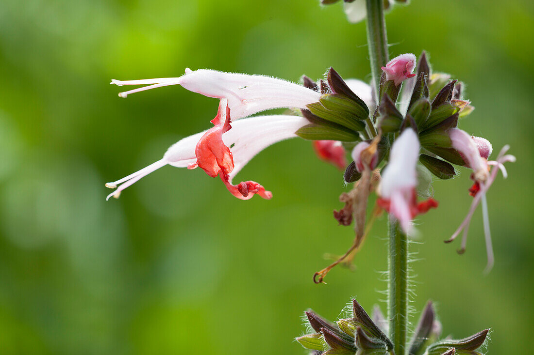 Salvia caradonna 'Coral Nymph