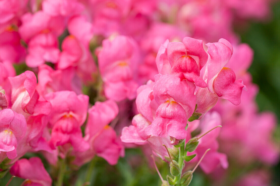 Antirrhinum majus, pink