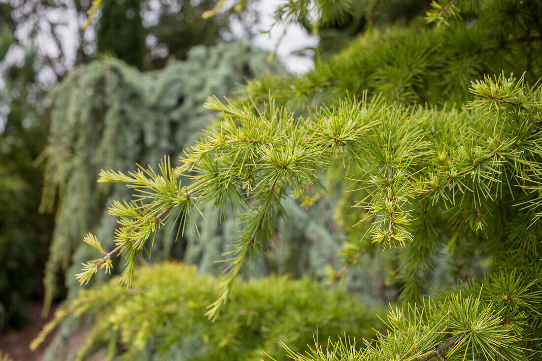 Larix decidua