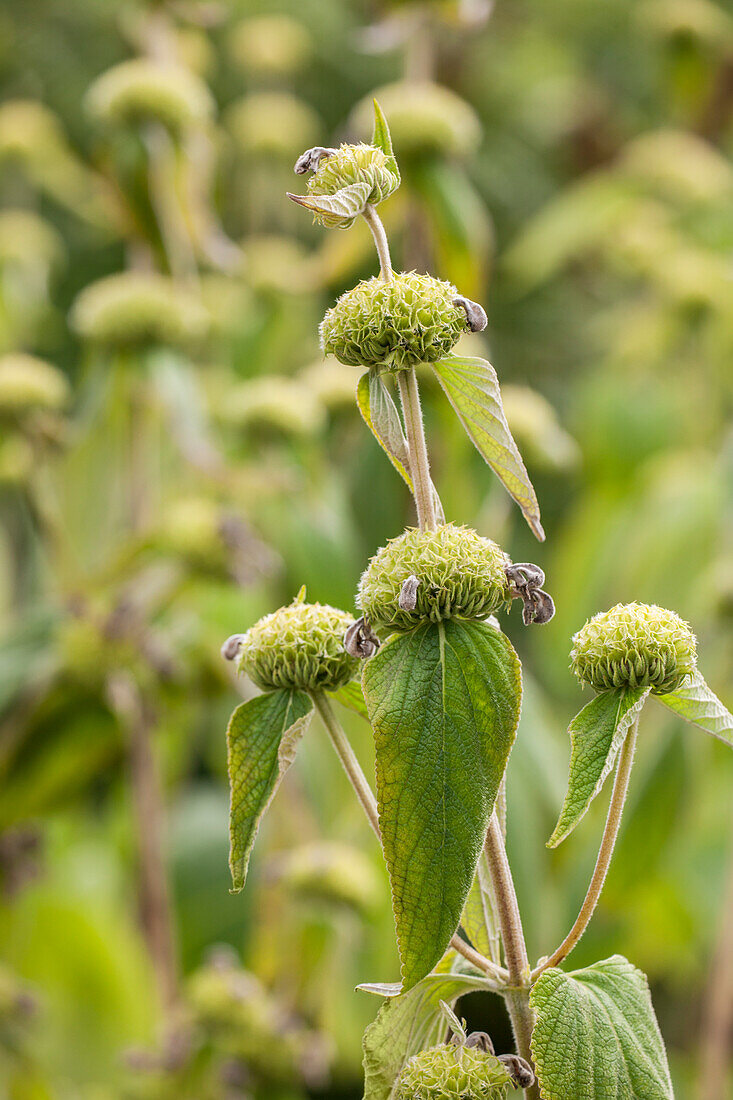 Phlomis russeliana