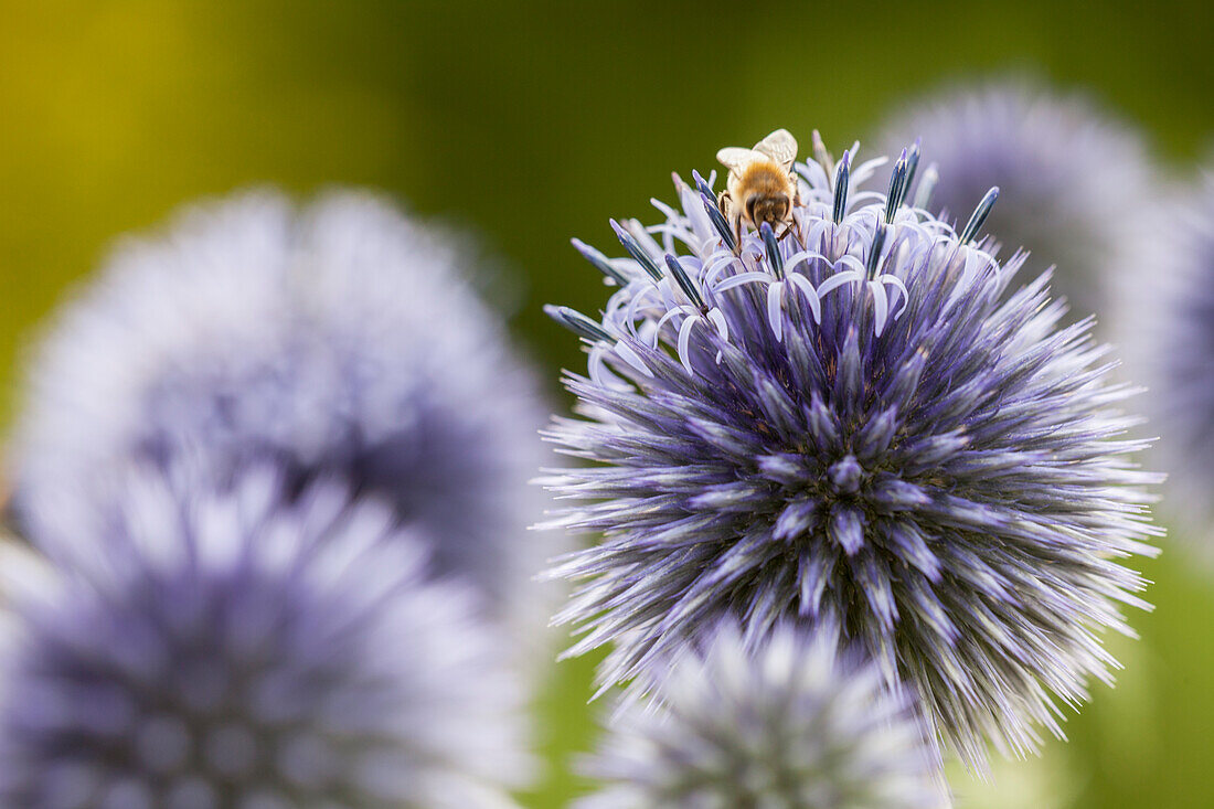 Echinops ritro