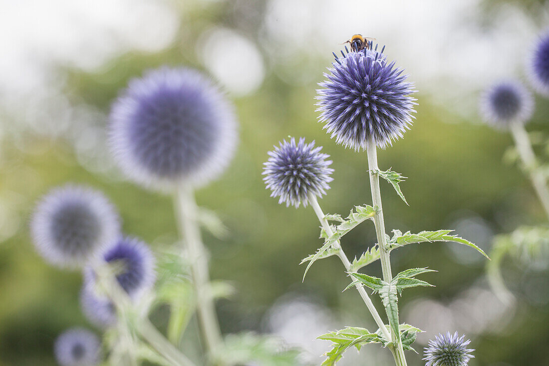 Echinops ritro