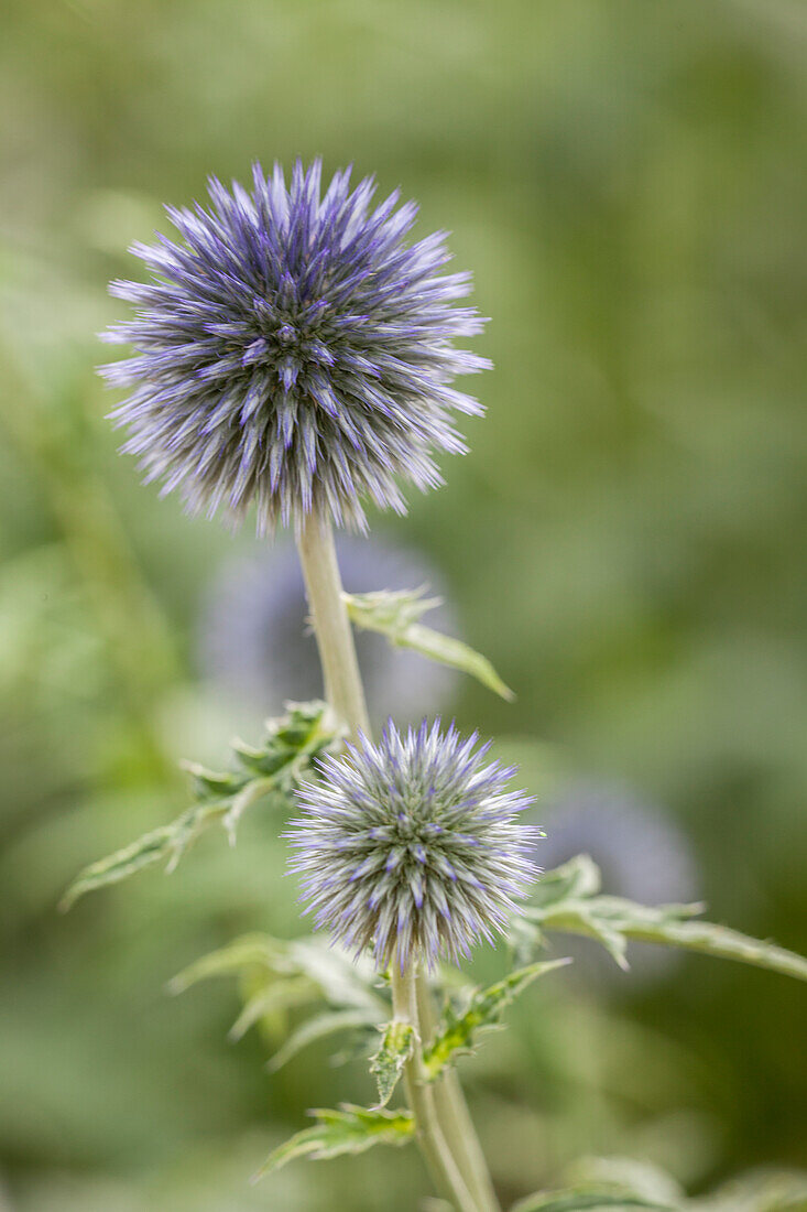 Echinops ritro