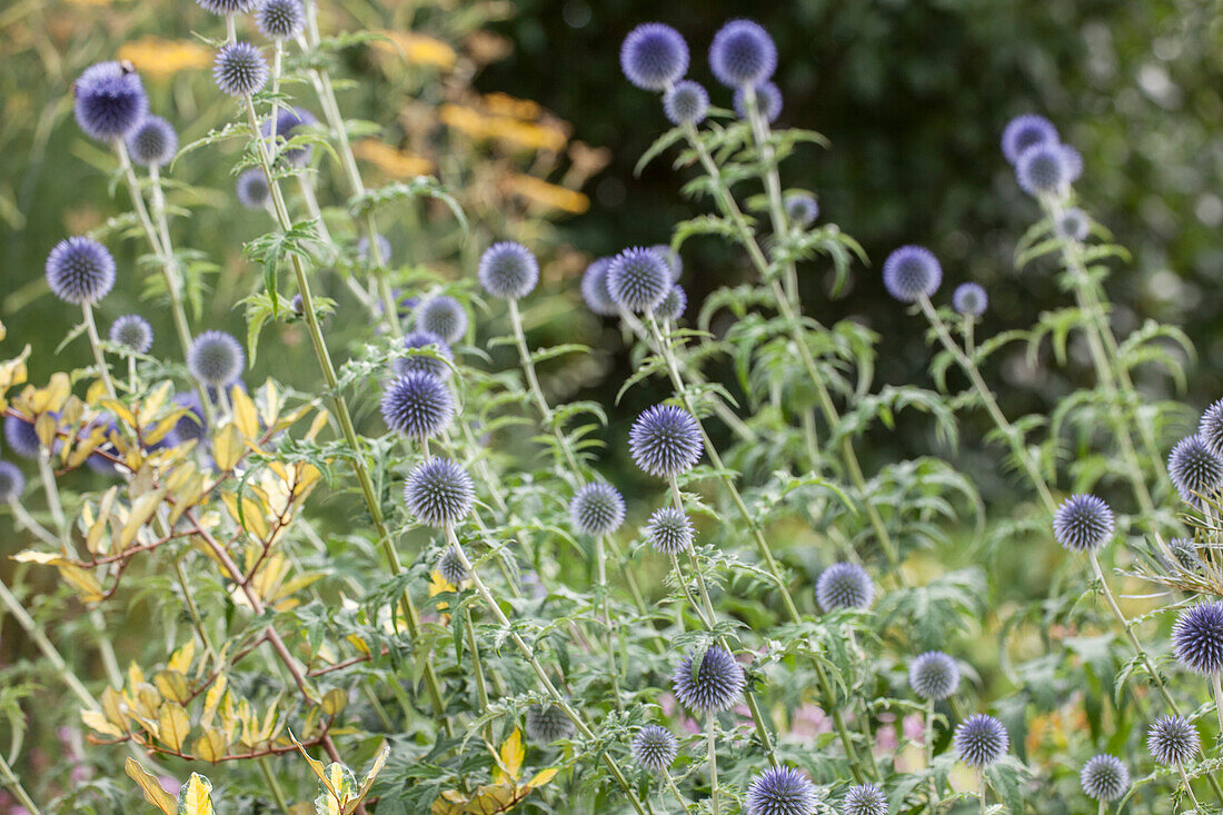 Echinops ritro