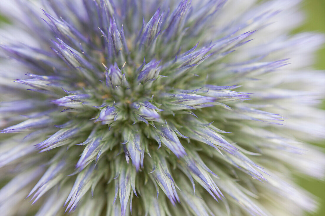 Echinops ritro