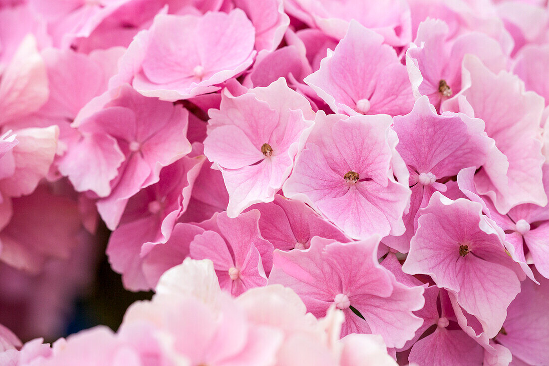 Hydrangea macrophylla, rosa