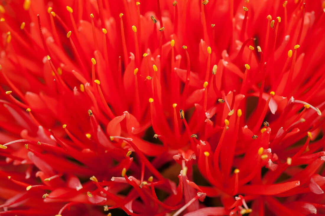 Scadoxus multiflorus