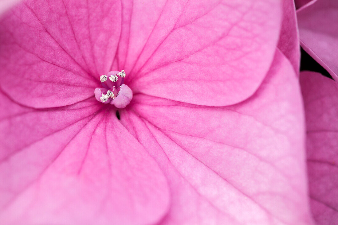 Hydrangea macrophylla, rosa