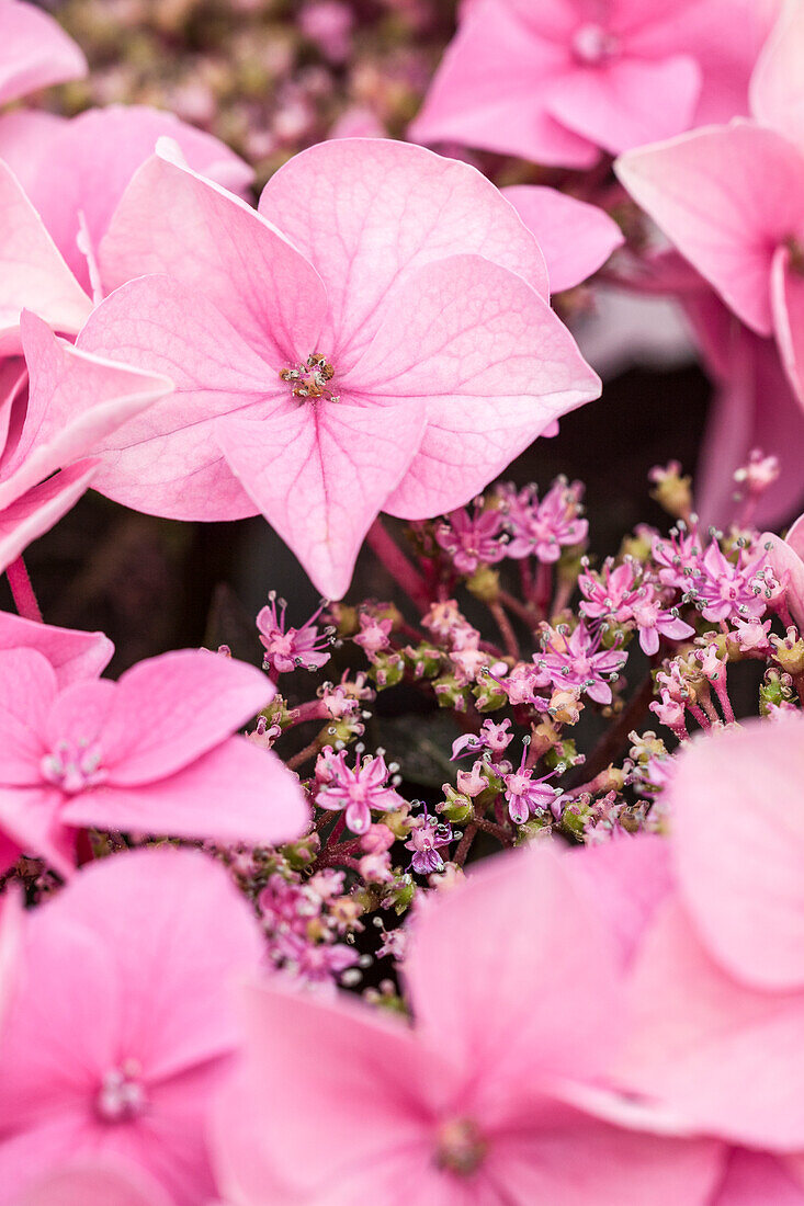 Hydrangea macrophylla, pink