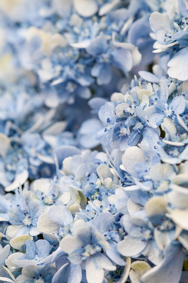 Hydrangea macrophylla, blau