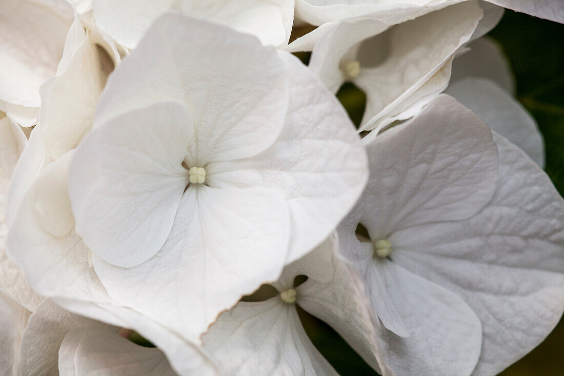 Hydrangea macrophylla, weiß