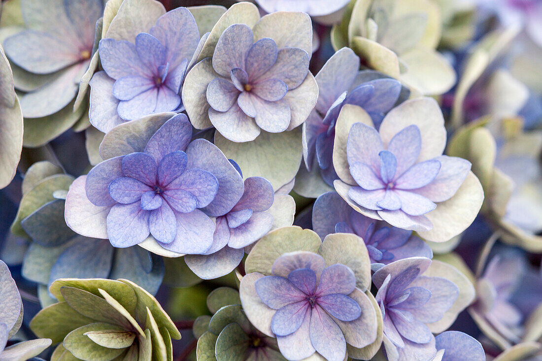 Hydrangea macrophylla You & Me 'Romance'®