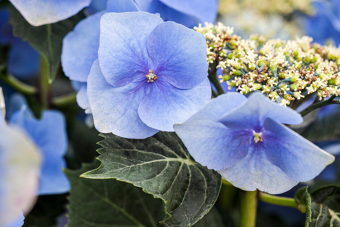 Hydrangea macrophylla, blue