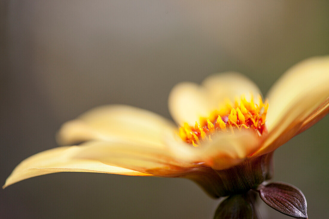 Dahlia Einfach blühend