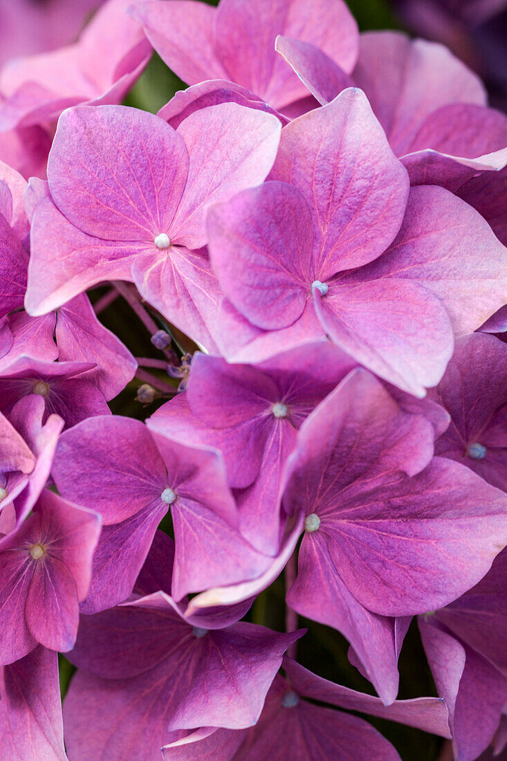 Hydrangea macrophylla, rose pink