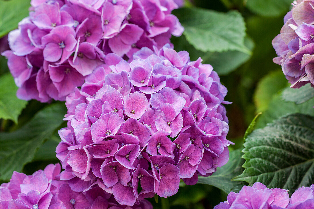 Hydrangea macrophylla, rose red