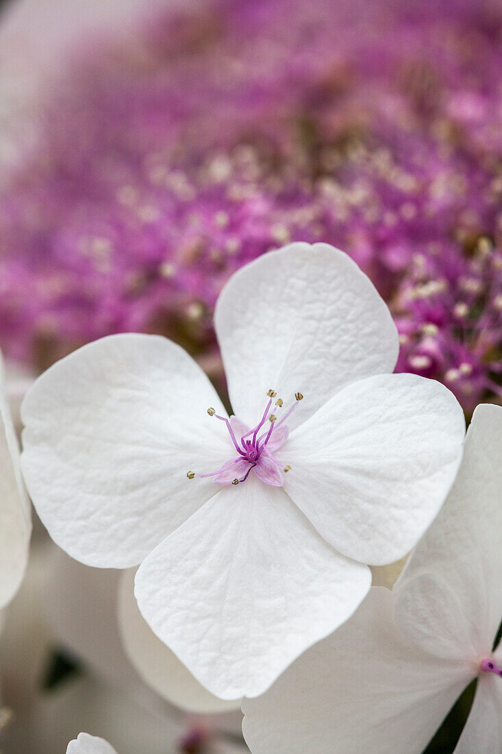 Hydrangea macrophylla, weiße Tellerblüten