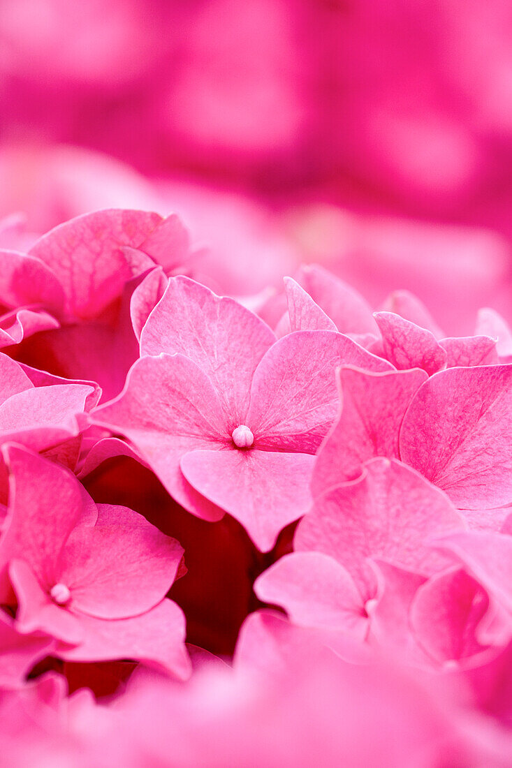 Hydrangea macrophylla, red