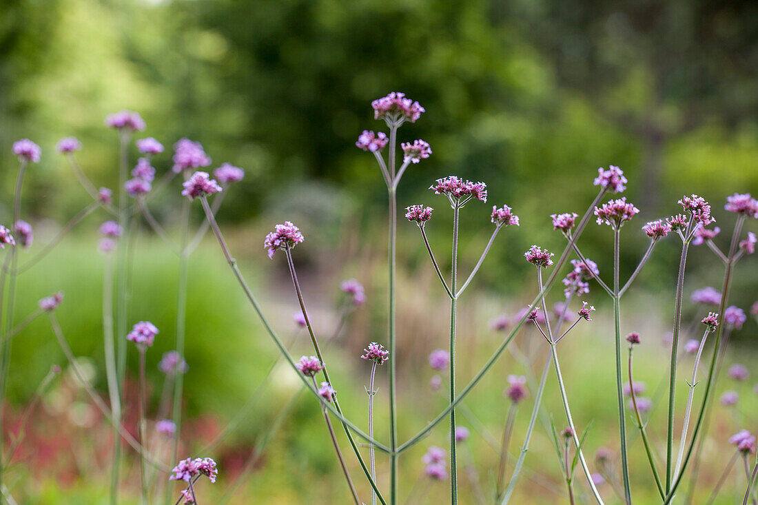 Verbena bonariensis